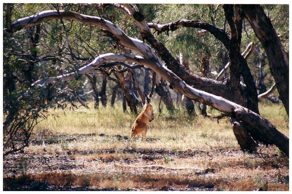 03 - The Flinders Ranges (18).jpg